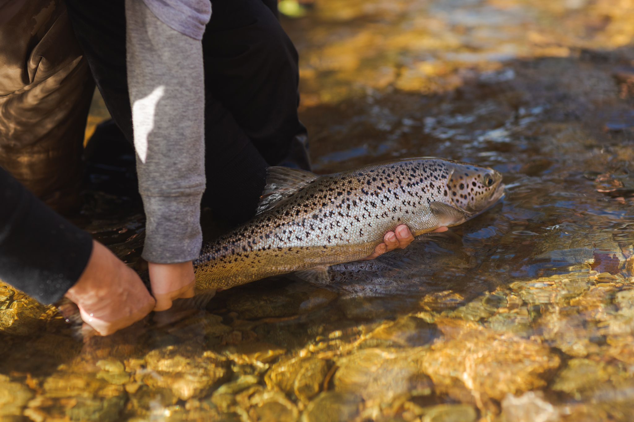 Salmon being held at water's surface